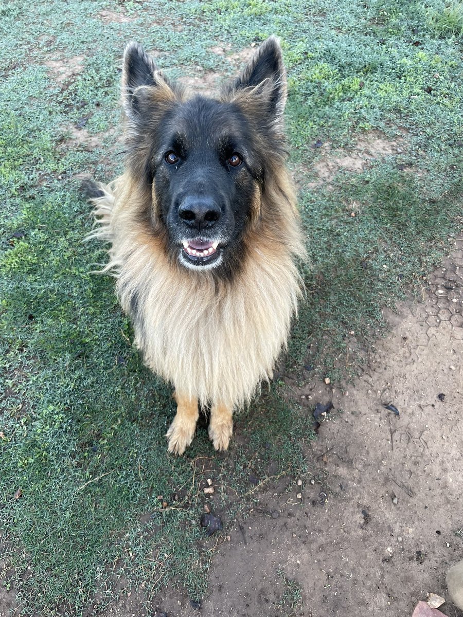 Heathcotekennel's tweet photo. Benson always knows how to look good for the camera!! ๐ฅฐ๐พ๐ #germanshepherd #sogoodlooking #handsomedog #furbaby #goodboy #heathcoteboardingkennels #heathcotekennels #woofer #dogholiday #walkies https://t.co/ZnjTW4LKwM