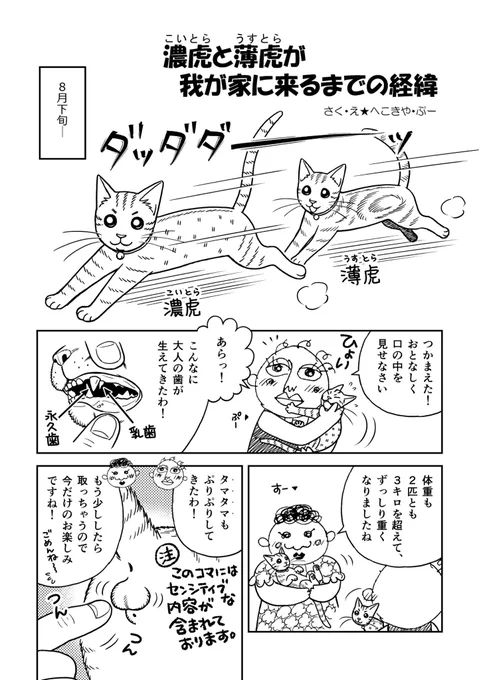 濃虎&薄虎が我が家に来るまでの経緯を描いた漫画も掲載!
『一丁目の濃虎&薄虎①』
販売中でーす!😆✨

ネタは貯まる一方…早く2巻を出したーーい!!!

https://t.co/UPfbXmNFLc 