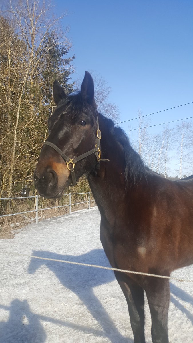 kariTkarlsson's tweet photo. Pikkupojan kilpauran alku lähenee
#ravit #grenache #balticstable https://t.co/DjK1TnFavW