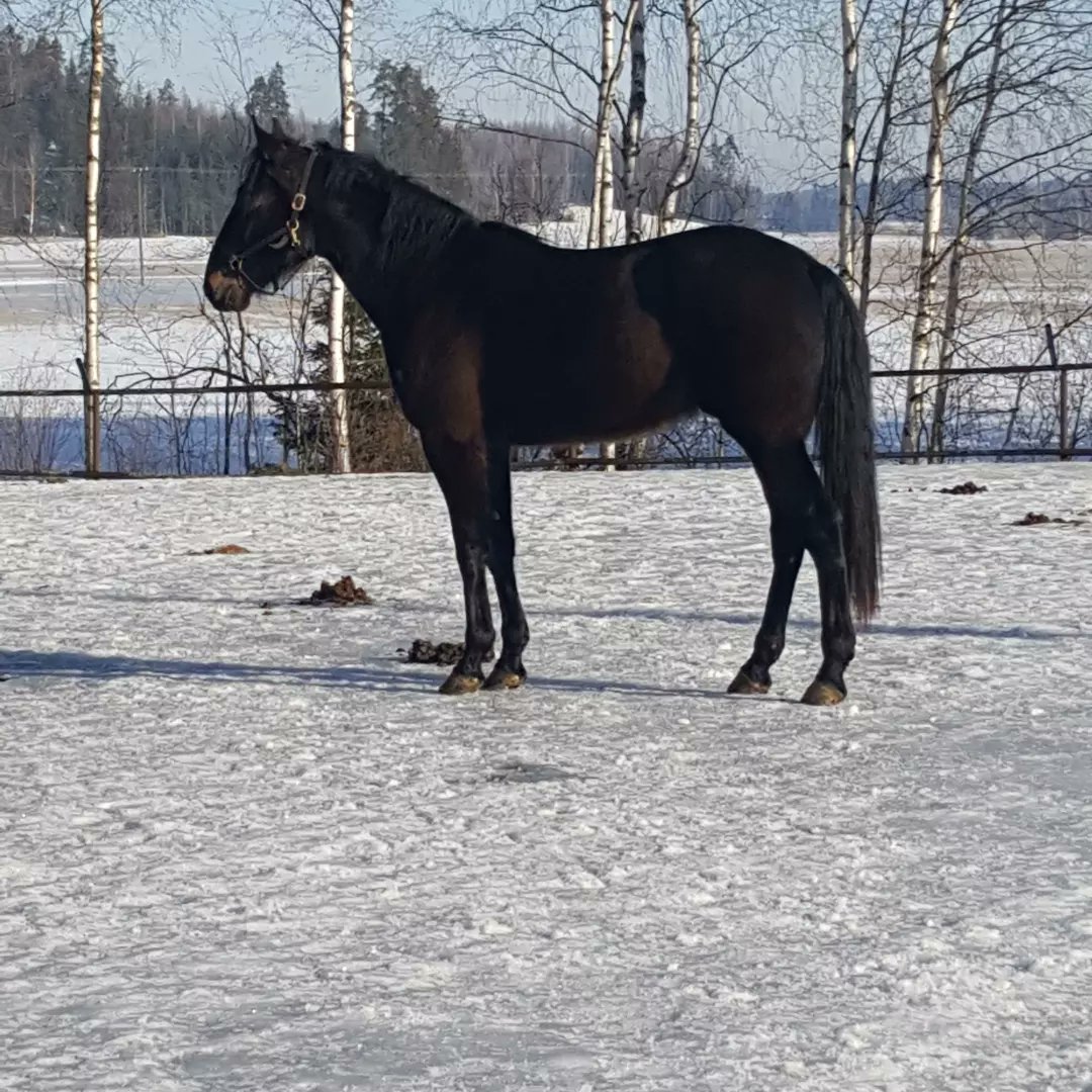 kariTkarlsson's tweet photo. Pikkupojan kilpauran alku lähenee
#ravit #grenache #balticstable https://t.co/DjK1TnFavW