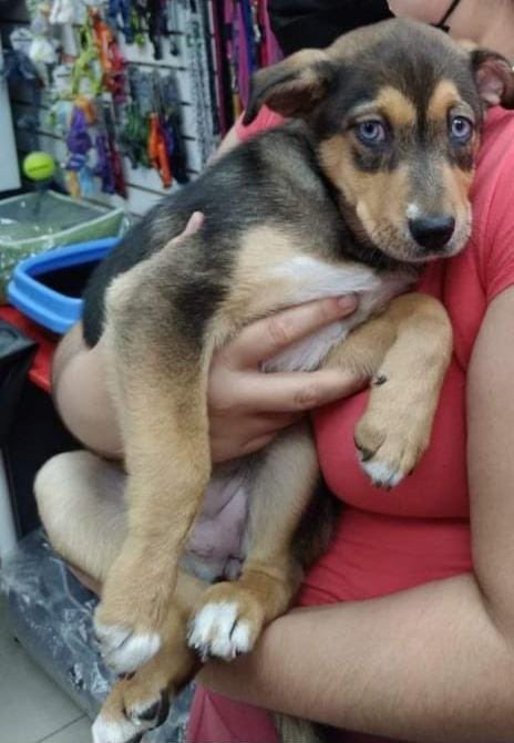 Paola310's tweet photo. La linda Kiara se perdió hoy por la cuadra 2 de av ejército en Magdalena.. información 925 557737 la familia está muy preocupada RT https://t.co/w7DX4ur8Gy