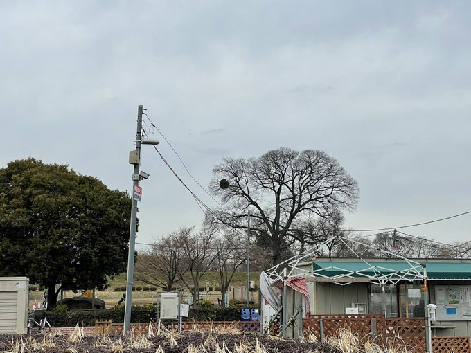 前に、家族で大きな公園に遊びに行ったのですが、木の上にマリモのような物体がありました。
それも何ヶ所も・・・
これは一体何でしょうか・・・

教えてエロい人!!!!! 