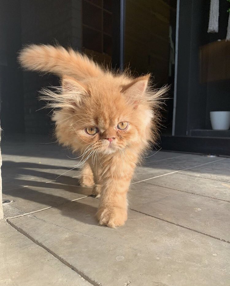 EspinosaMike1's tweet photo. It's Surprising how Jambo plays the Simba Fair https://t.co/2V33SR4Glz