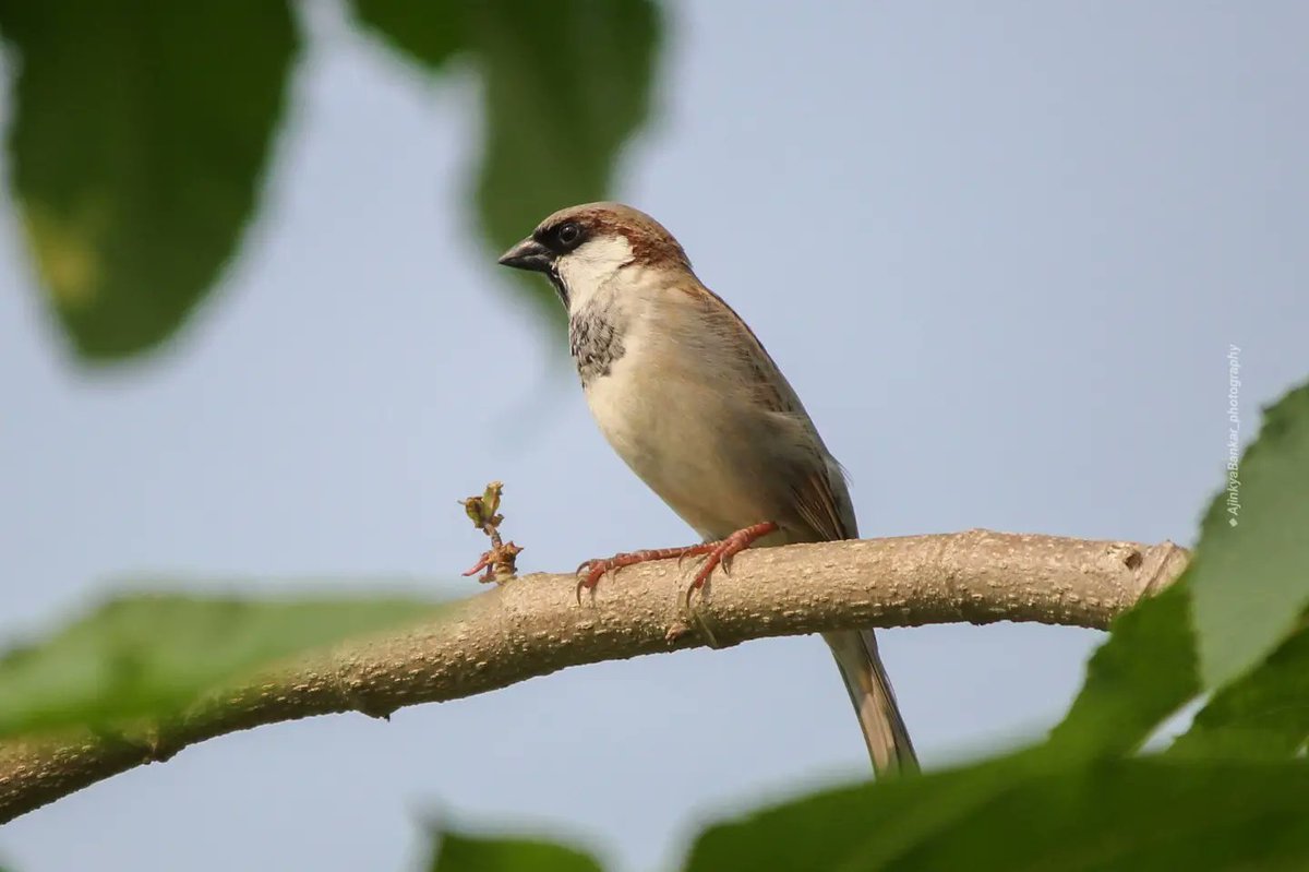 ajinkyabankar's tweet photo. Any dull afternoon, your chirping&
incessant activities are enough to give one a fresh lease of life.
And again looking forward to your flocking back in the evening is no less than excitement of parents returning from work.
You make my world beautiful!
#LoveSparrow @IndiAves https://t.co/jpt7WKTxTT