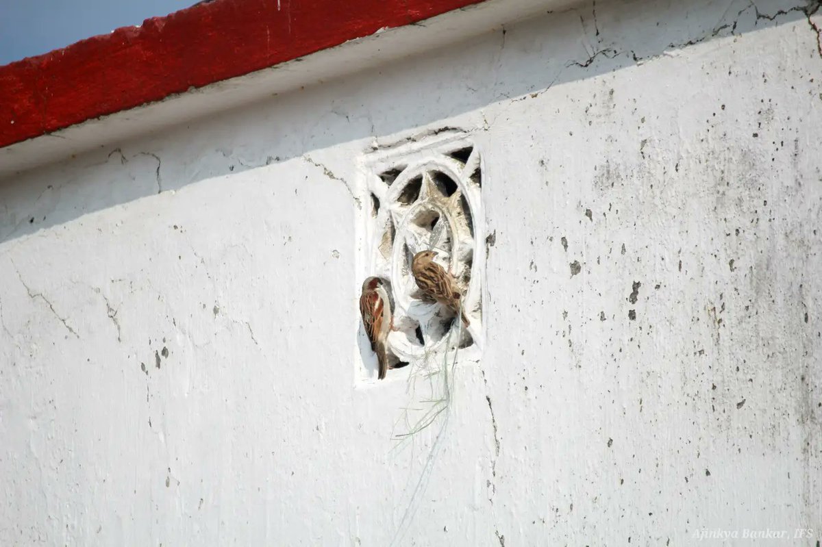 ajinkyabankar's tweet photo. Any dull afternoon, your chirping&
incessant activities are enough to give one a fresh lease of life.
And again looking forward to your flocking back in the evening is no less than excitement of parents returning from work.
You make my world beautiful!
#LoveSparrow @IndiAves https://t.co/jpt7WKTxTT