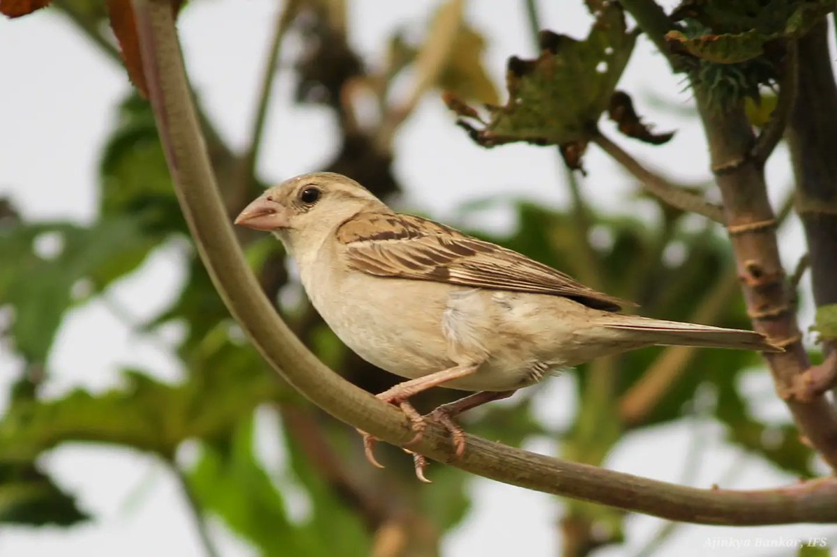 ajinkyabankar's tweet photo. Any dull afternoon, your chirping&
incessant activities are enough to give one a fresh lease of life.
And again looking forward to your flocking back in the evening is no less than excitement of parents returning from work.
You make my world beautiful!
#LoveSparrow @IndiAves https://t.co/jpt7WKTxTT
