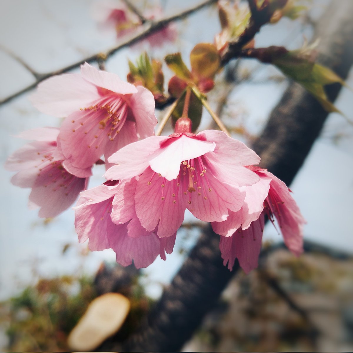 chuanshi_long's tweet photo. https://t.co/DFYP0EWCkD