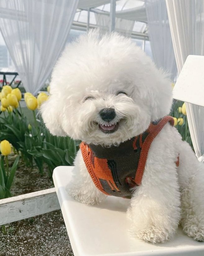 DentistryTfi's tweet photo. SMILING CAN REDUCE PAIN!
There’s one reason we tend to #grimace when 
we’re in the throes of #intensepain. 
#Scientists believe a #forcedsmile can help 
#alleviatediscomfort &amp; even increase our #endurance. https://t.co/Rqf8BwwrCy