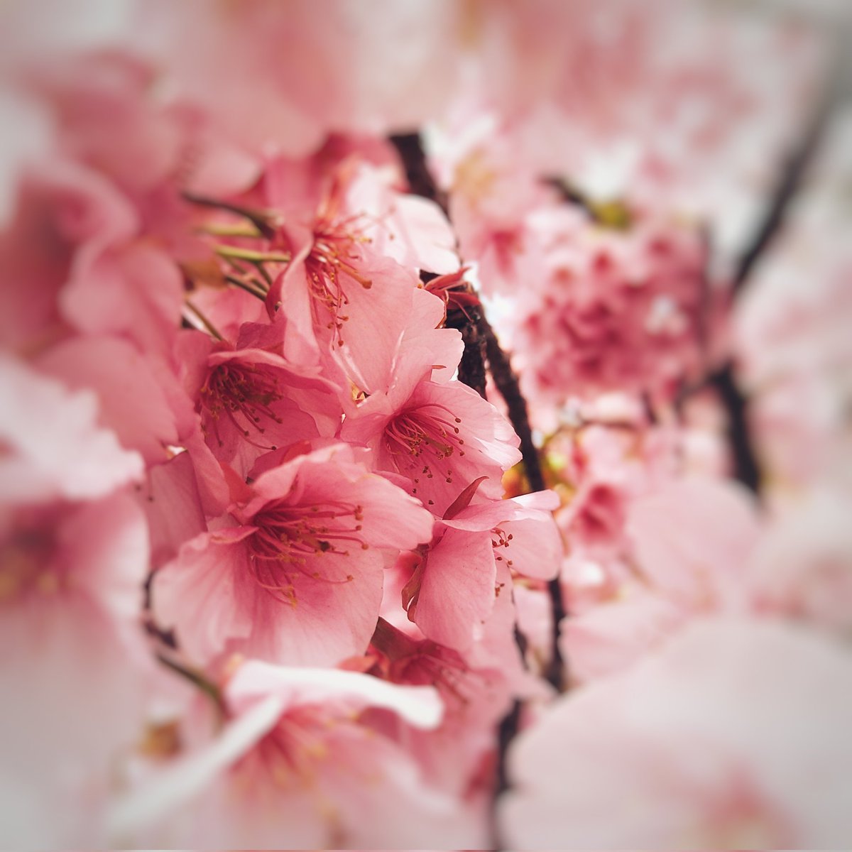 chuanshi_long's tweet photo. https://t.co/NWDOmugMUA