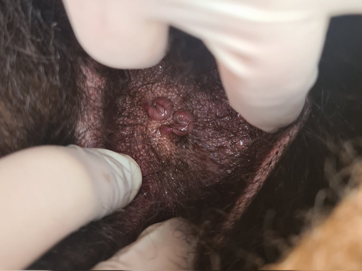 dogsanddevils's tweet photo. Fingernail-sized devils https://t.co/QLpb7zU2DW