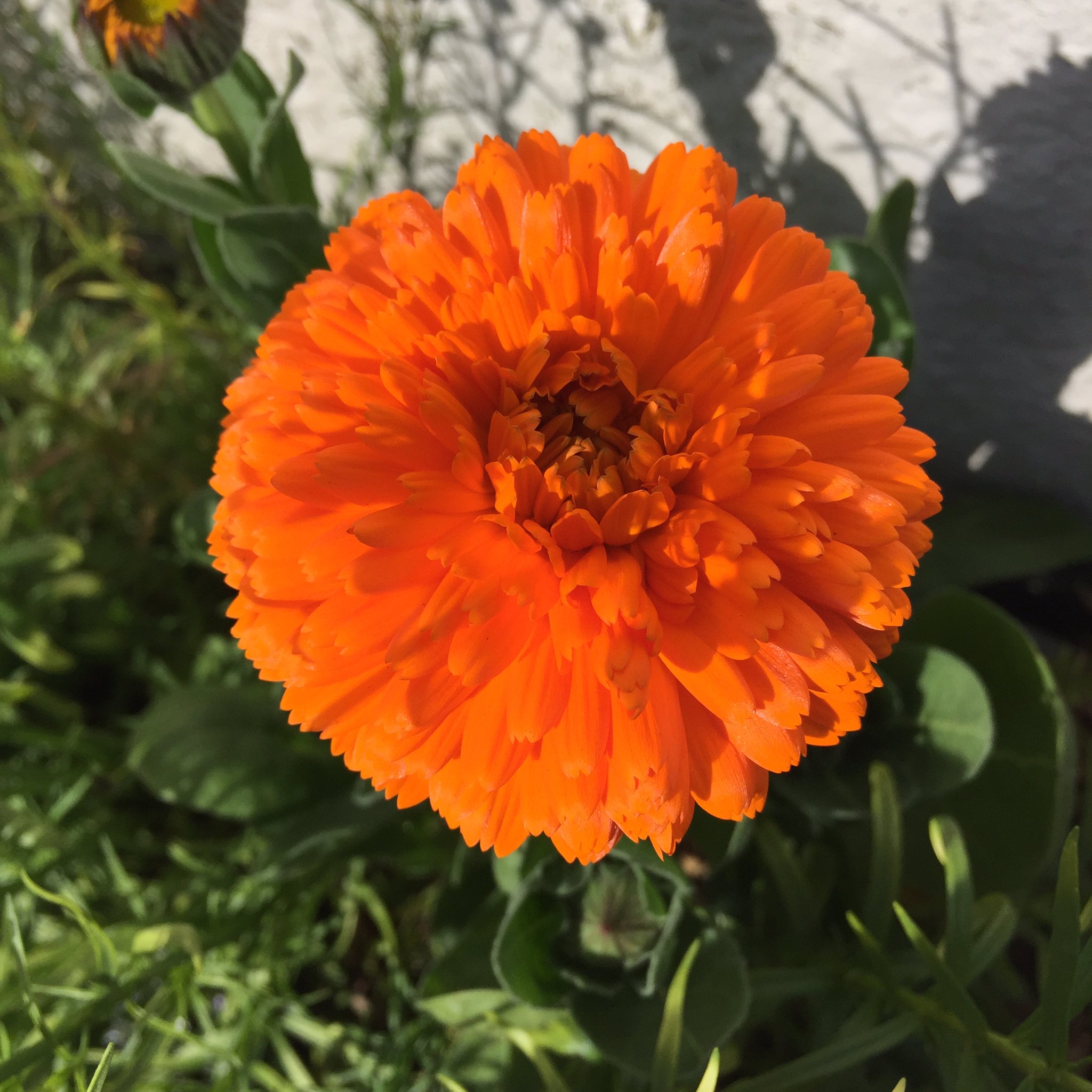 𝐁𝐥𝐮𝐦𝐞 Twitter Search Twitter