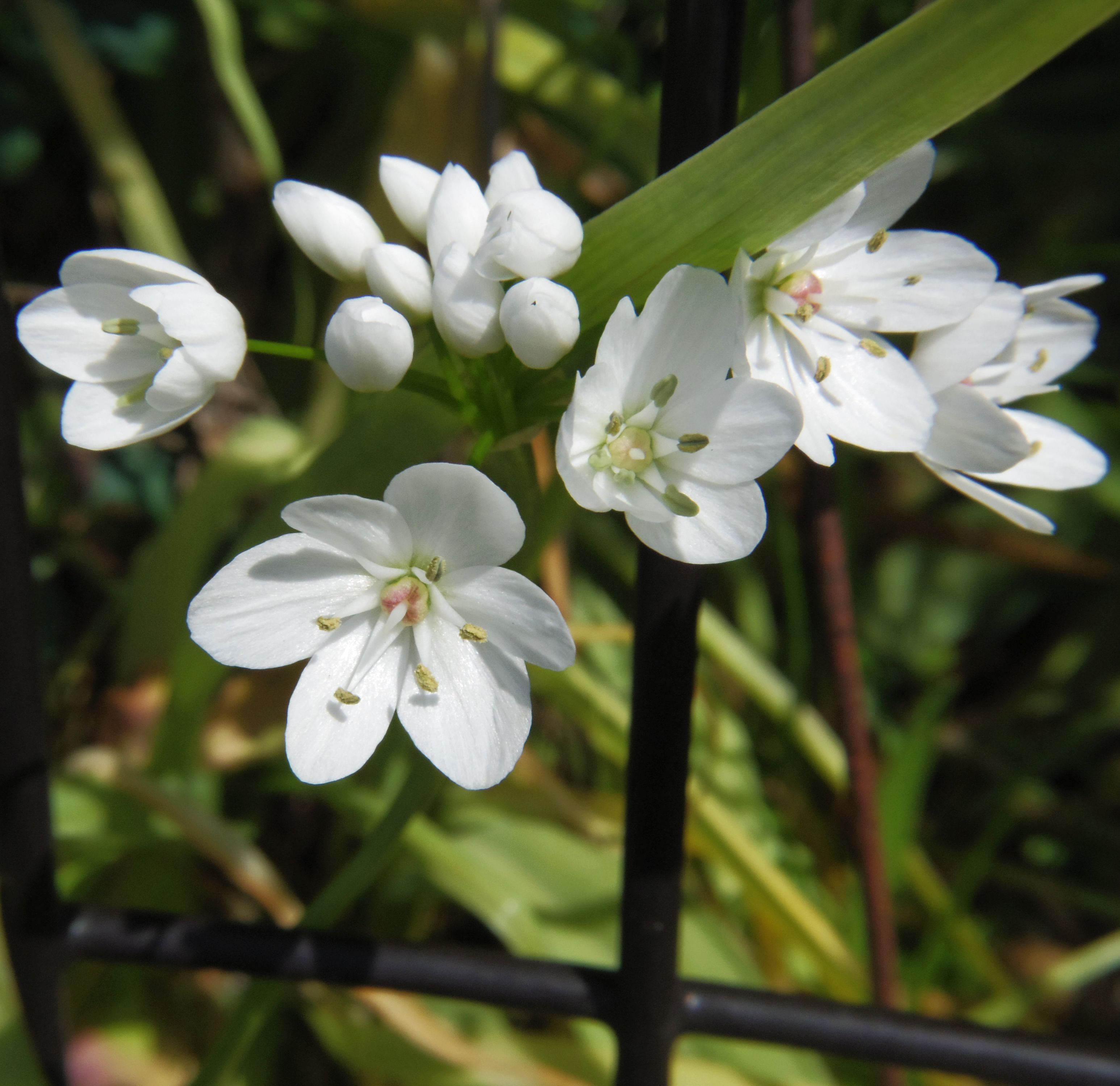 こころんグリーン 近所のお宅の庭にハタケニラが咲いていました 小さな白い花がたくさん開いています 白い花が集まって咲いていました ハタケニラ 小さな花 白い花 春の花 春 園芸品種 園芸 ガーデニング 熊本市南区 熊本 T Co