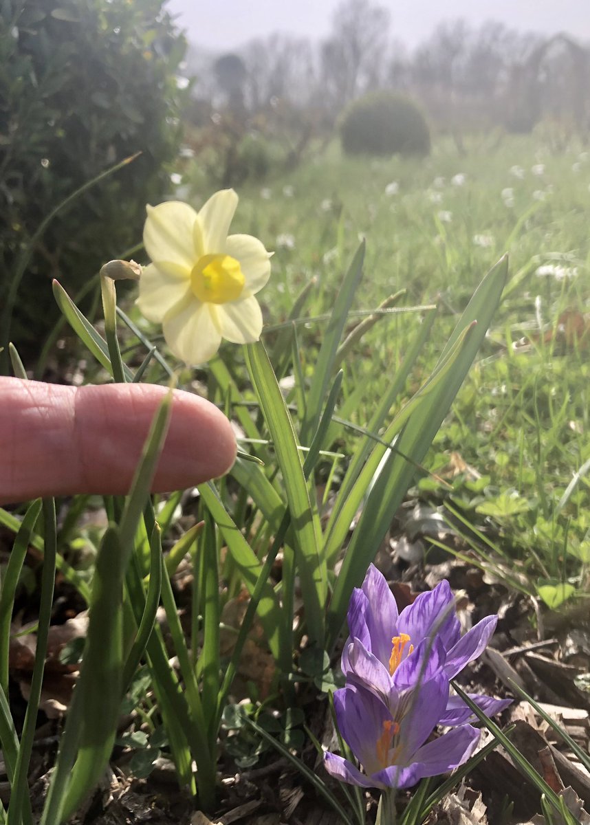 PennAllenwrites's tweet photo. Do excuse my finger but I wanted to show you how tiny this little chap is. What a treasure. Frogs are croaking and woodpeckers hammering, at last we are getting somewhere. #SpringAtLast #narcissus #GardeningTwitter #mygarden #MiniatureDaffodils #swfrance #crocus #boxballs https://t.co/AaTqSOjud8