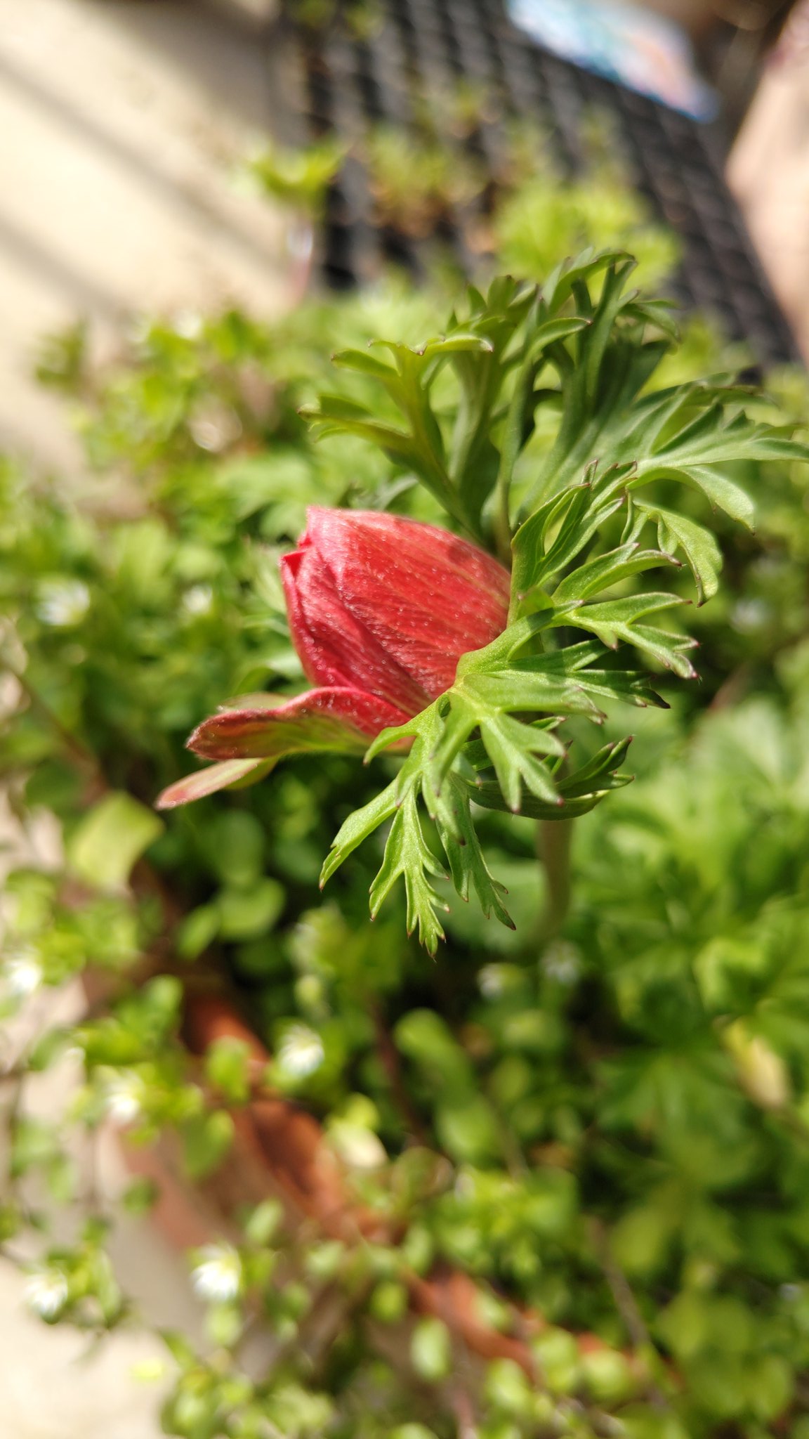 大谷美津子 アネモネの蕾 赤い方は美しすぎる横顔のようだ 思わず息を飲んだ 白も美しすぎる 昔 水越けいこさんのアルバムで アネモネ という素晴らしい作品があった 久々に聴いてみよう ついつい満開の花に注目しがちだが 咲く前もしっかり