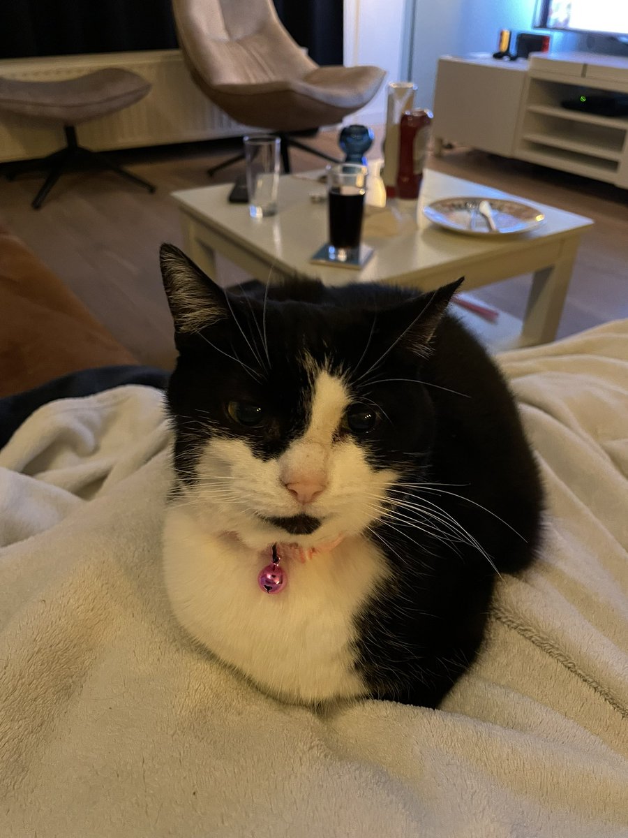 Lily79's tweet photo. @Stiefloeder1 Minerva vind social distancing een lastig begrip en wil altijd op schoot liggen als ik zien ben. https://t.co/EjcOh527hp