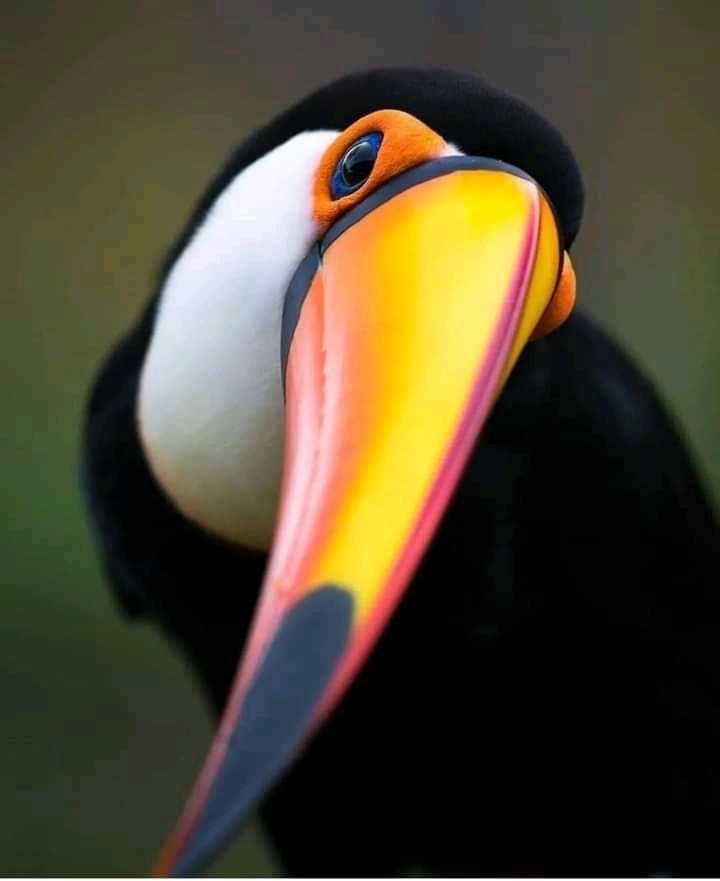 بنت ❤الجزائر ❤ tweet media
