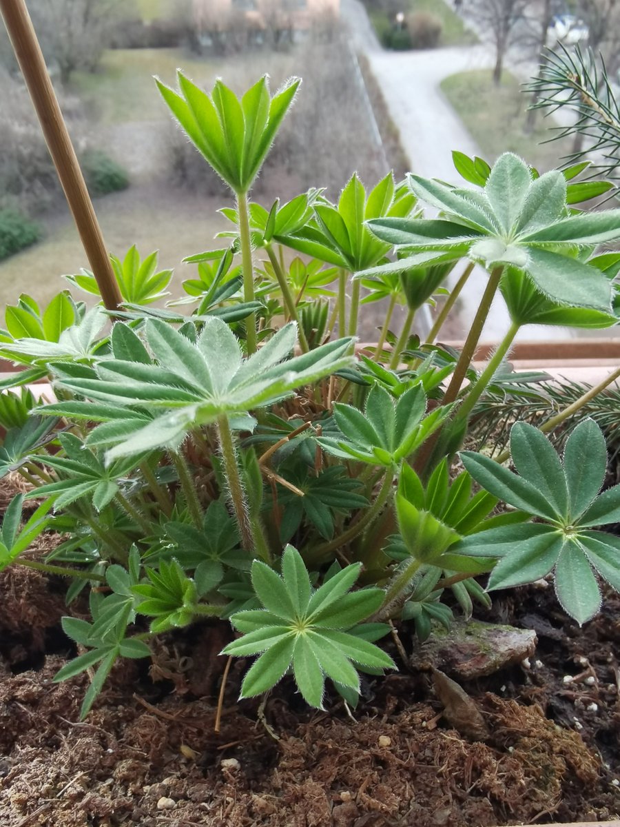elementhsixth's tweet photo. Willkommen #farbenfroherFrühling #kosmischerKlang https://t.co/t8QjFYdBCD