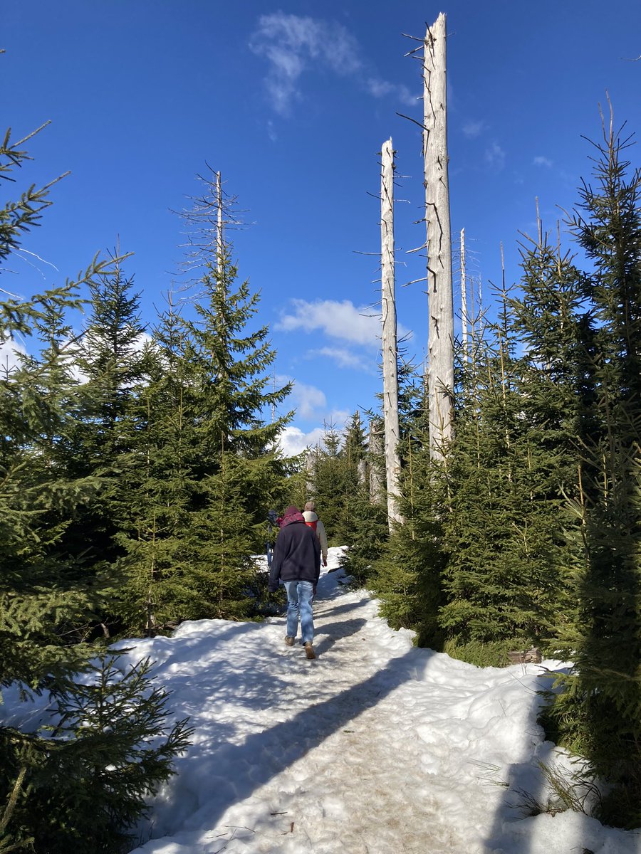 Spurenwechsler's tweet photo. Schönen Sonntag!
Nationalpark Harz!
@Spurenwechsler
#Braunlage #Oderteich-Rundweg https://t.co/2LukilPubS