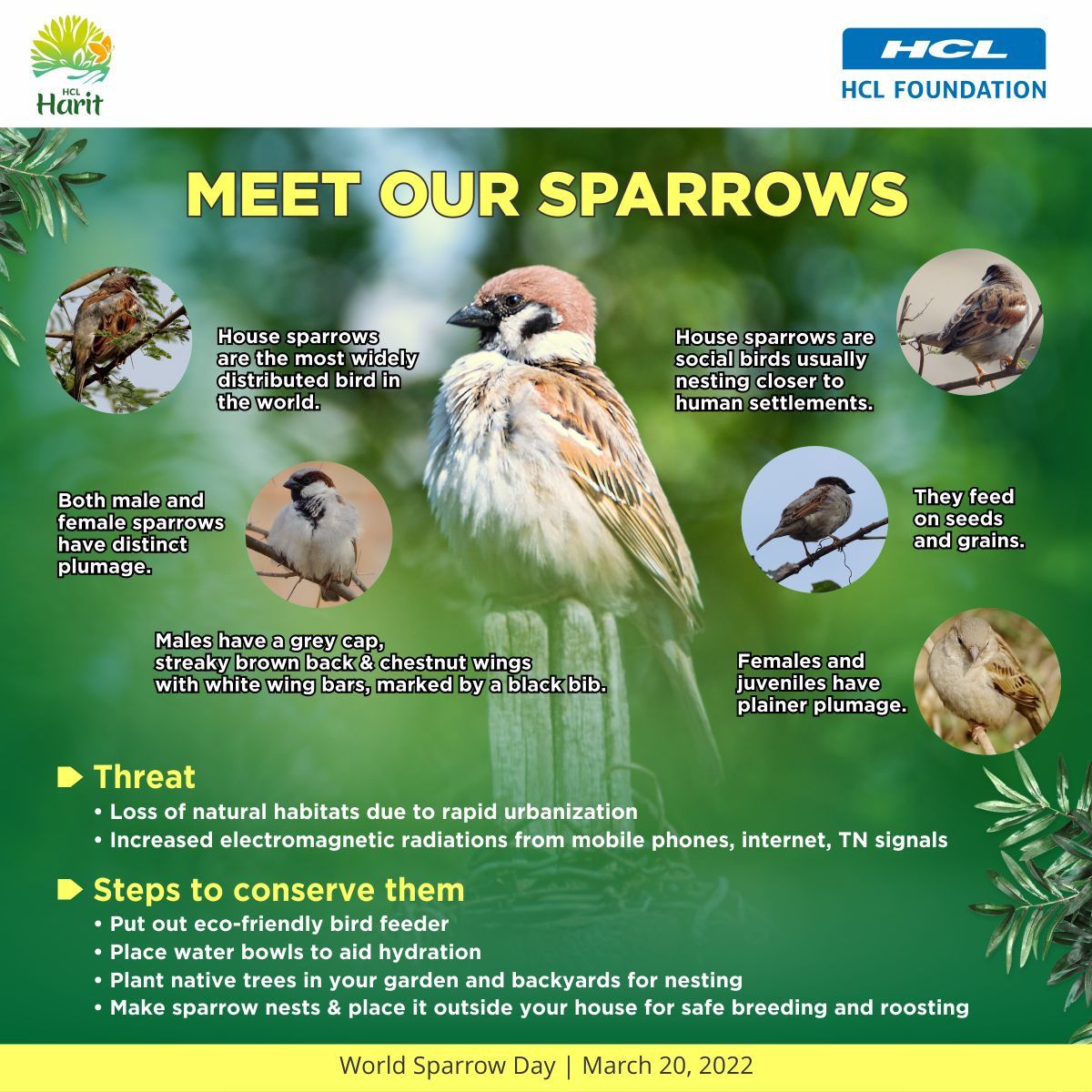 House Sparrow Bird Facts