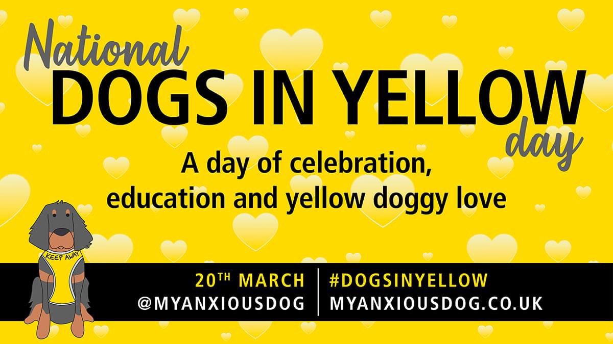 animalstaruk's tweet photo. Itโs #dogsinyellowday created by our Best Pet Related Business Winner @Myanxiousdog Sarah Jones raising awareness of dogs wearing yellow! #dogsinyellow #ASA https://t.co/h1juUscUDK