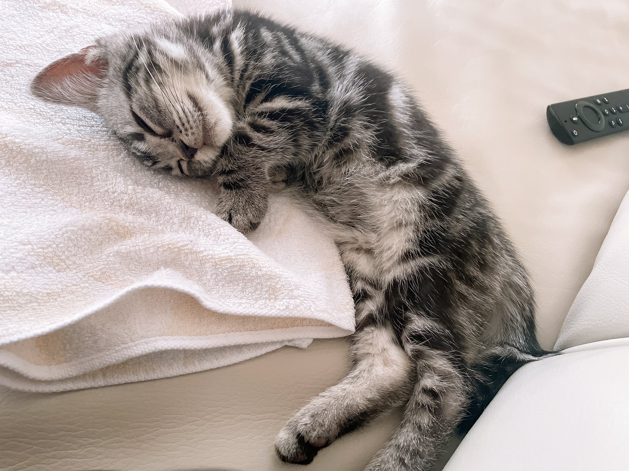 تويتر ʚひよこɞ アメショ على تويتر 幸せだにゃ ୨୧ ୨୧ Cat Sleep ねこ 猫 猫好きさんと繋がりたい 猫のいる生活 もふもふ ふわもこ 赤ちゃん 低体重 アメショ アメショー アメリカンショートヘアー 子猫 仔猫