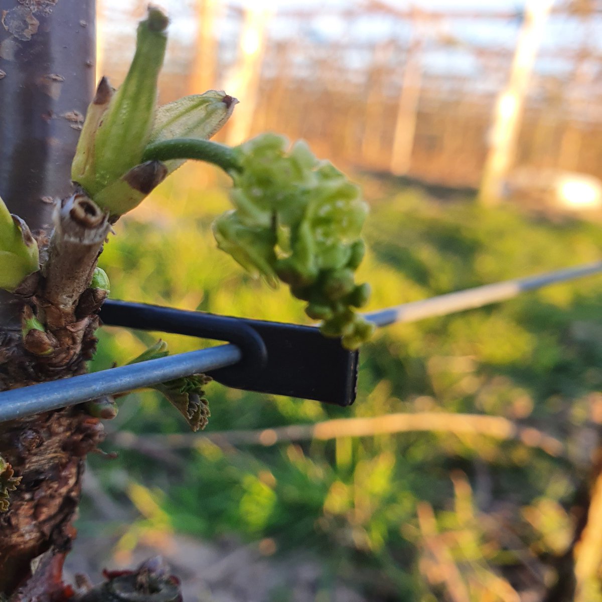 desikkert's tweet photo. De eerste bloemen gaan open. buiten volle grond teelt bessen. #hollandsfruit #trotsopdeteler #desikkert #berries #opijnen https://t.co/4m1L4EKctz