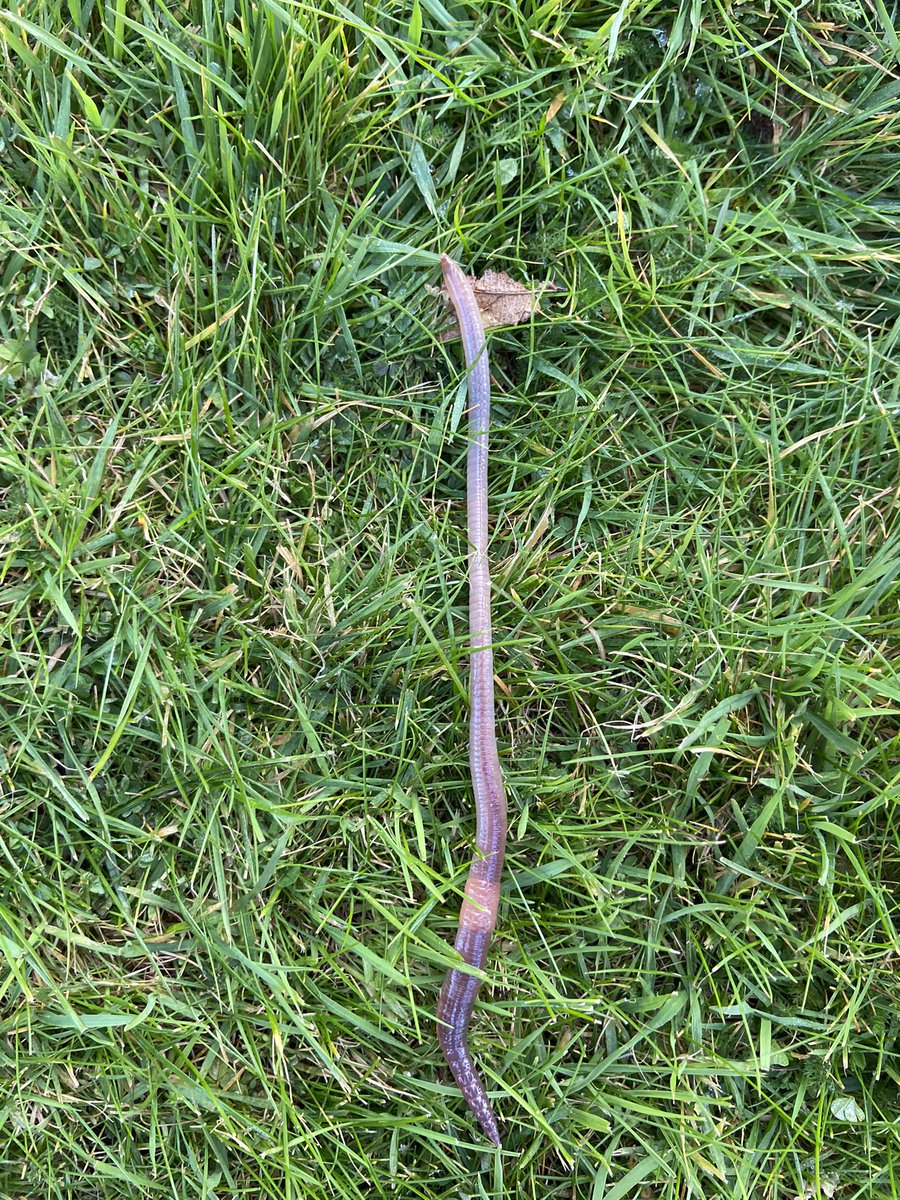 BillyBobbyBear's tweet photo. Bobby has already spotted a worm this morning! Can you spot any today if you are out and about? https://t.co/dzAe5PIlpe