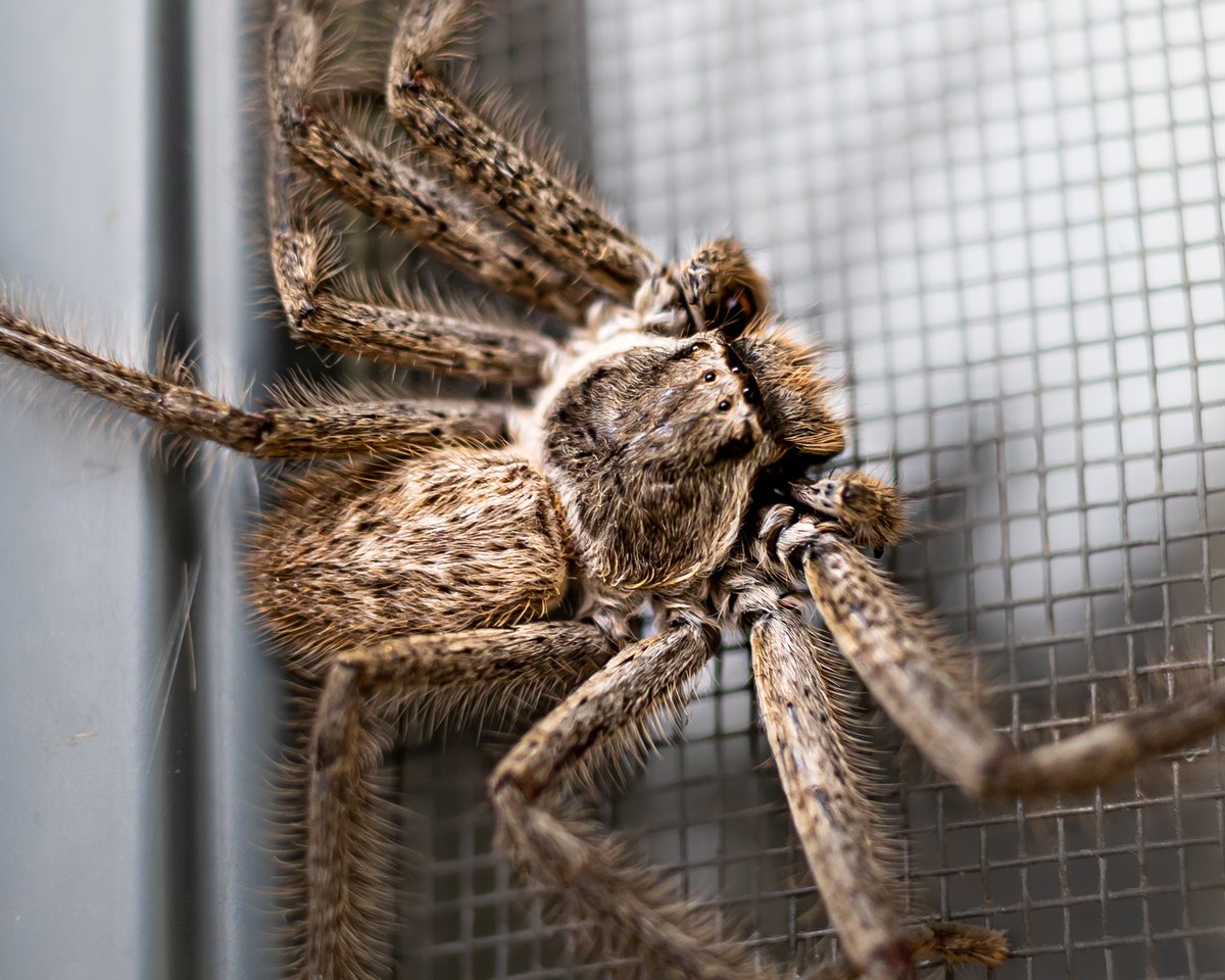 WendyBirdOZ's tweet photo. 🕸️🕷️🕸️
Tried a macro shot on that Huntsman who was lurking yesterday. Considering I don't care for spiders, I ended up being about 25cm/9" from it. I have noticed, my fear completely subsides, once I get my face in that camera. Weird. 
#WesternAustralia #huntsmanspiders #arachnid https://t.co/l8LC5FtlO8