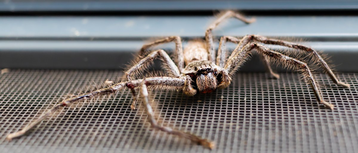 WendyBirdOZ's tweet photo. 🕸️🕷️🕸️
Tried a macro shot on that Huntsman who was lurking yesterday. Considering I don't care for spiders, I ended up being about 25cm/9" from it. I have noticed, my fear completely subsides, once I get my face in that camera. Weird. 
#WesternAustralia #huntsmanspiders #arachnid https://t.co/l8LC5FtlO8