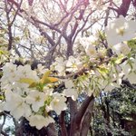 ツイートに含まれる画像