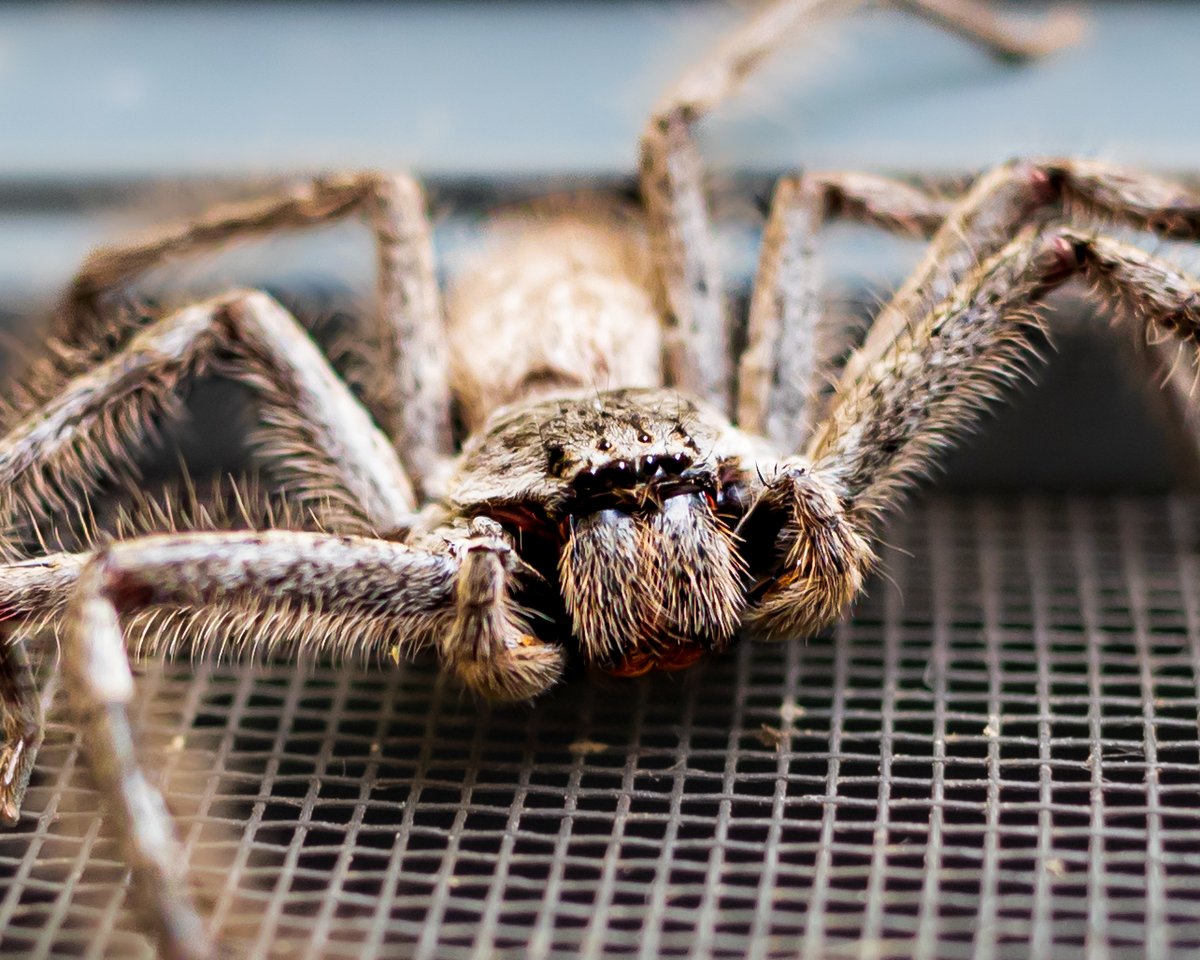 WendyBirdOZ's tweet photo. 🕸️🕷️🕸️
Tried a macro shot on that Huntsman who was lurking yesterday. Considering I don't care for spiders, I ended up being about 25cm/9" from it. I have noticed, my fear completely subsides, once I get my face in that camera. Weird. 
#WesternAustralia #huntsmanspiders #arachnid https://t.co/l8LC5FtlO8