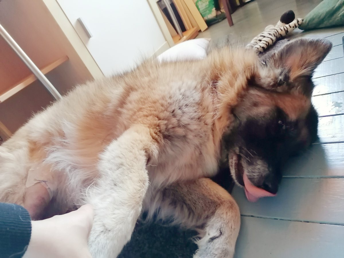 we survived the night.. the leggy was very swollen and there was alot of pain. today someone is gonna stay laying down for sure.. ❤️