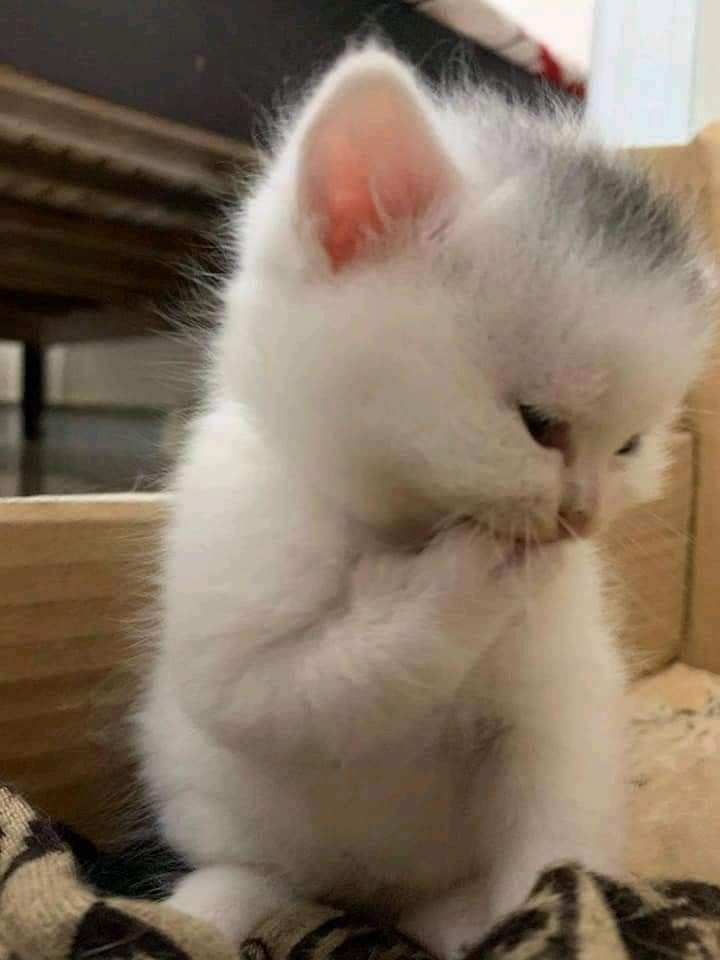 นกยูง tweet media