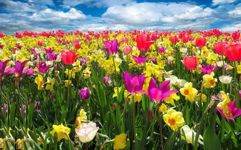 Alle 16e33 di oggi entreremo ufficialmente in primavera #equinozio
Questa, mi sembrava la foto giusta per salutarla 🌷🌸💮🏵️🌹
Buona domenica bellezze
#sundaymorning #springiscoming #OnAir Titty ❤️ <a href="/RadioStudio_93/">Radio Studio 93</a>