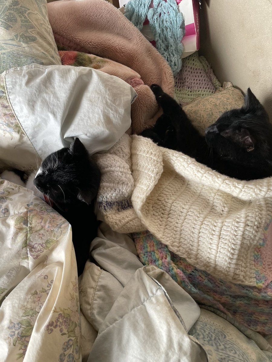 久しぶりにtweetする　ももとはなです