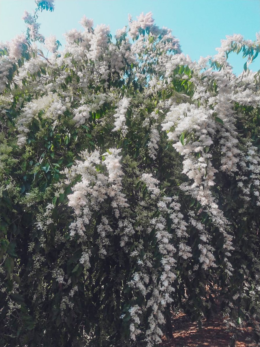 tincture2019's tweet photo. 垂枝女貞
Weeping Wax Leaf Privet https://t.co/vOK6waHF0Z