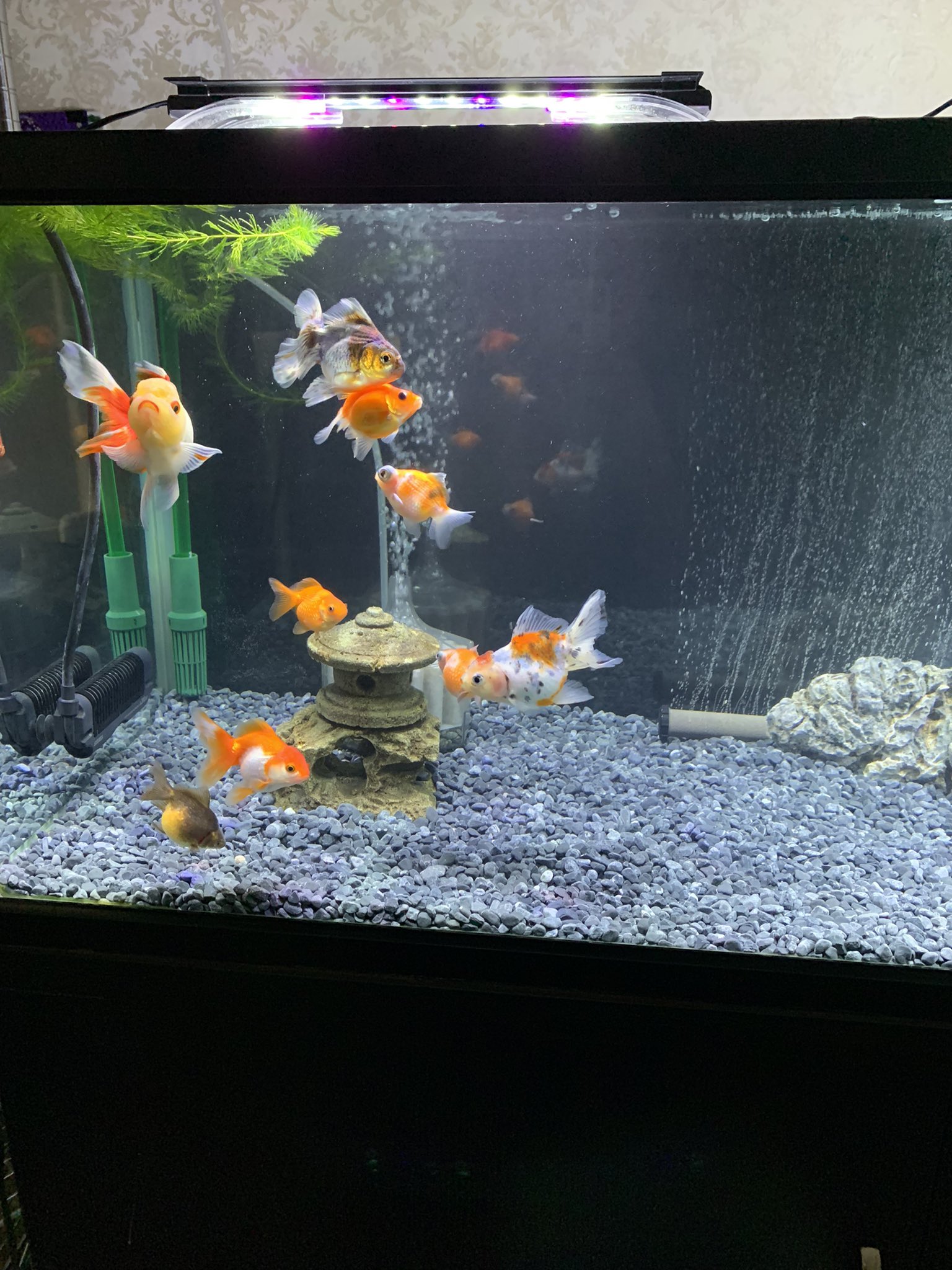 くらさんやで 人生楽しんだもん勝ち 田舎の国道沿いにありがちな庭石や燈籠を無造作に置いて販売しているお店のガラクタを放り込んだ様なコンテナから見つけて来た ベアタンクをやめて小物を配置してたらバックスクリーンは黒より簾なんかも似合いそうかな くらさんやで 人生楽しんだもん勝ち 田舎の国道沿いにありがちな庭石や燈籠を無造作に置いて販売しているお店のガラクタを放り込んだ様なコンテナから見つけて来た ベアタンクをやめて小物を配置してたらバックスクリーンは黒より簾なんかも似合いそうかな