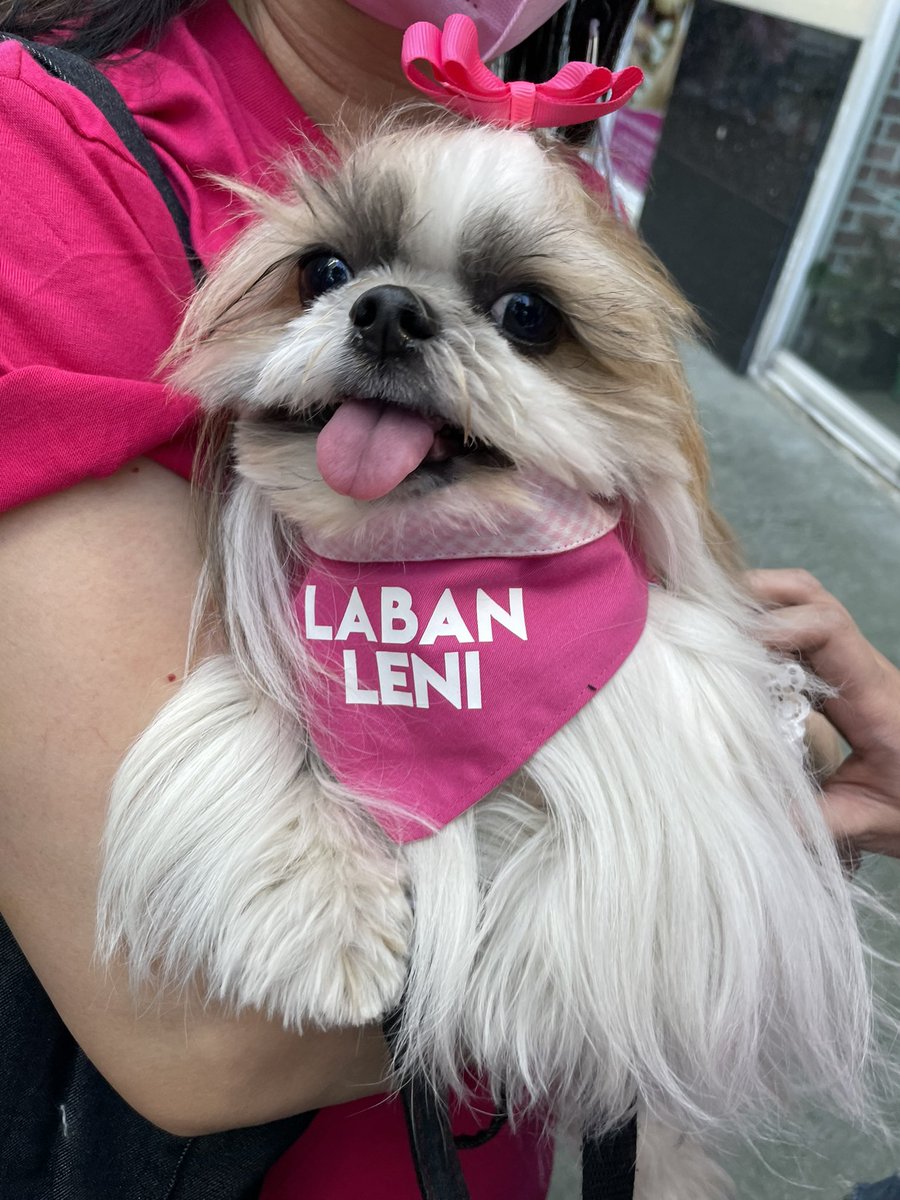 nicadelrosario's tweet image. Kung masalubong niyo mga aso namin picturan niyo sila plsss 💕💕💕 #PasigLaban #PetsForLeni