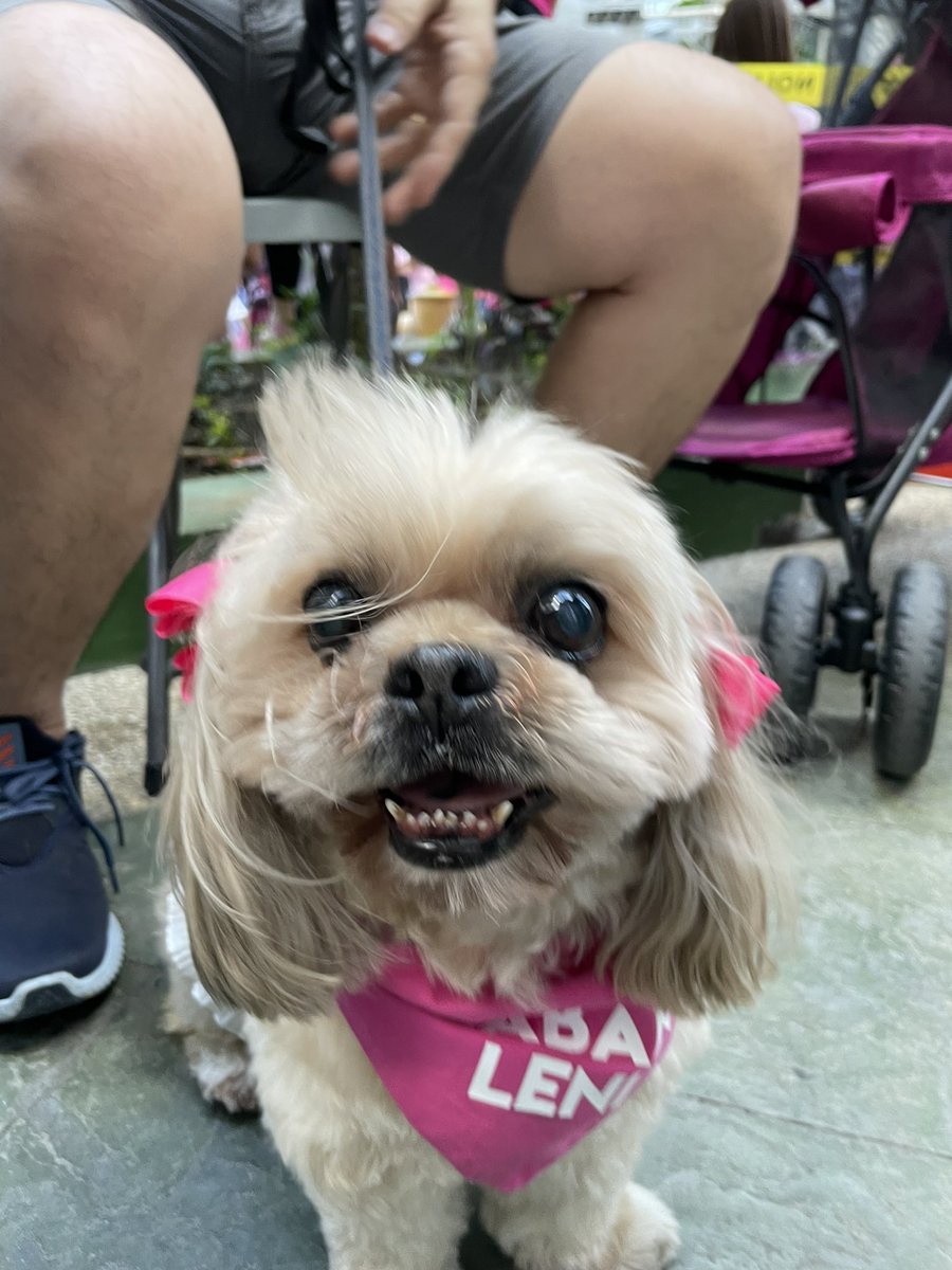 nicadelrosario's tweet image. Kung masalubong niyo mga aso namin picturan niyo sila plsss 💕💕💕 #PasigLaban #PetsForLeni