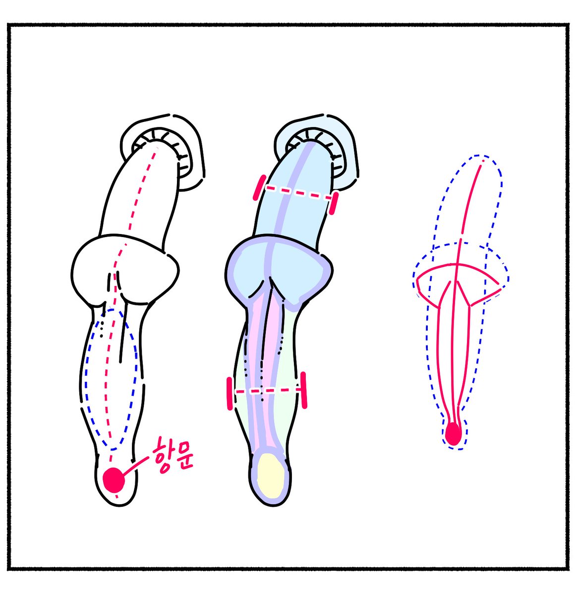 imaginist_jin's tweet photo. 남성기의 회음부 구조와
여성기/주변 근육 구조 https://t.co/58kkax6QzT