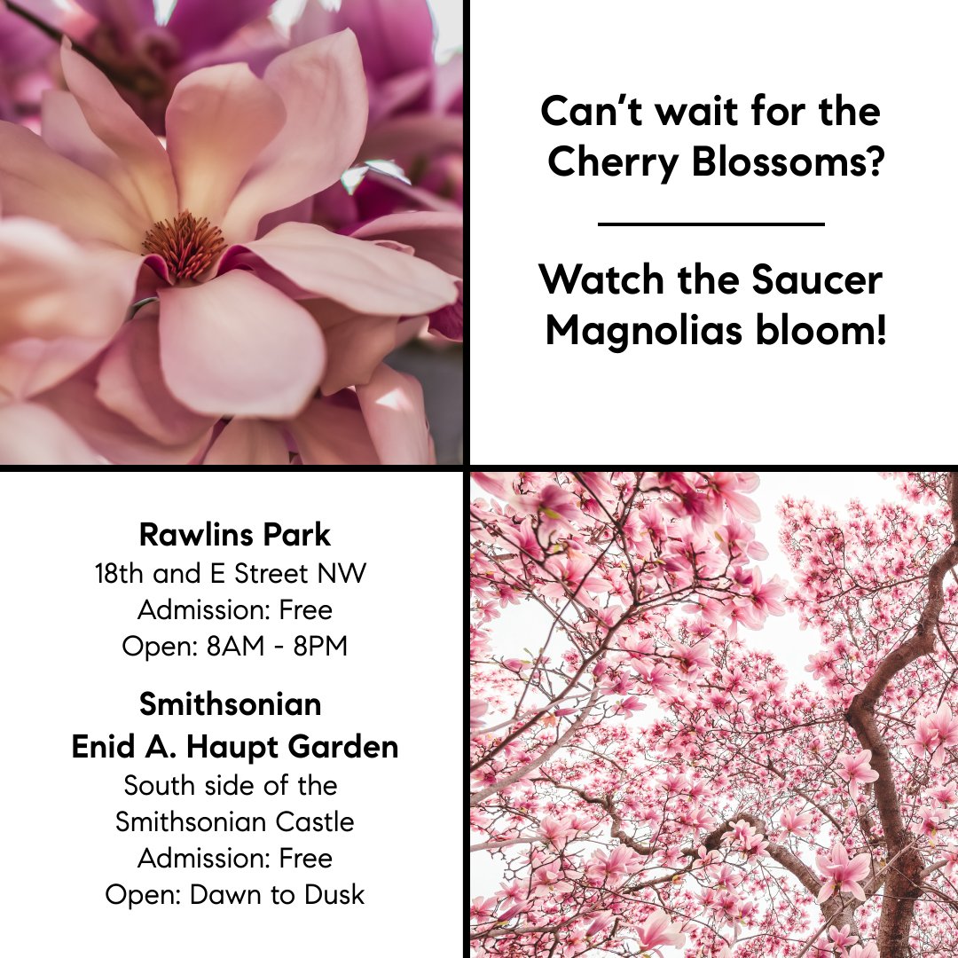 FitzRealtor's tweet image. One of our favorite times of the year is when the Cherry Blossoms Bloom.  Do you have plans to make it to the Cherry Blossom Festival?  #SusanFitzpatrick #JamesFitzpatrick #KevinConley #TheFitzpatrickGroup #CherryBlossoms #DCCherryBlossoms #CherryBlossomFestival