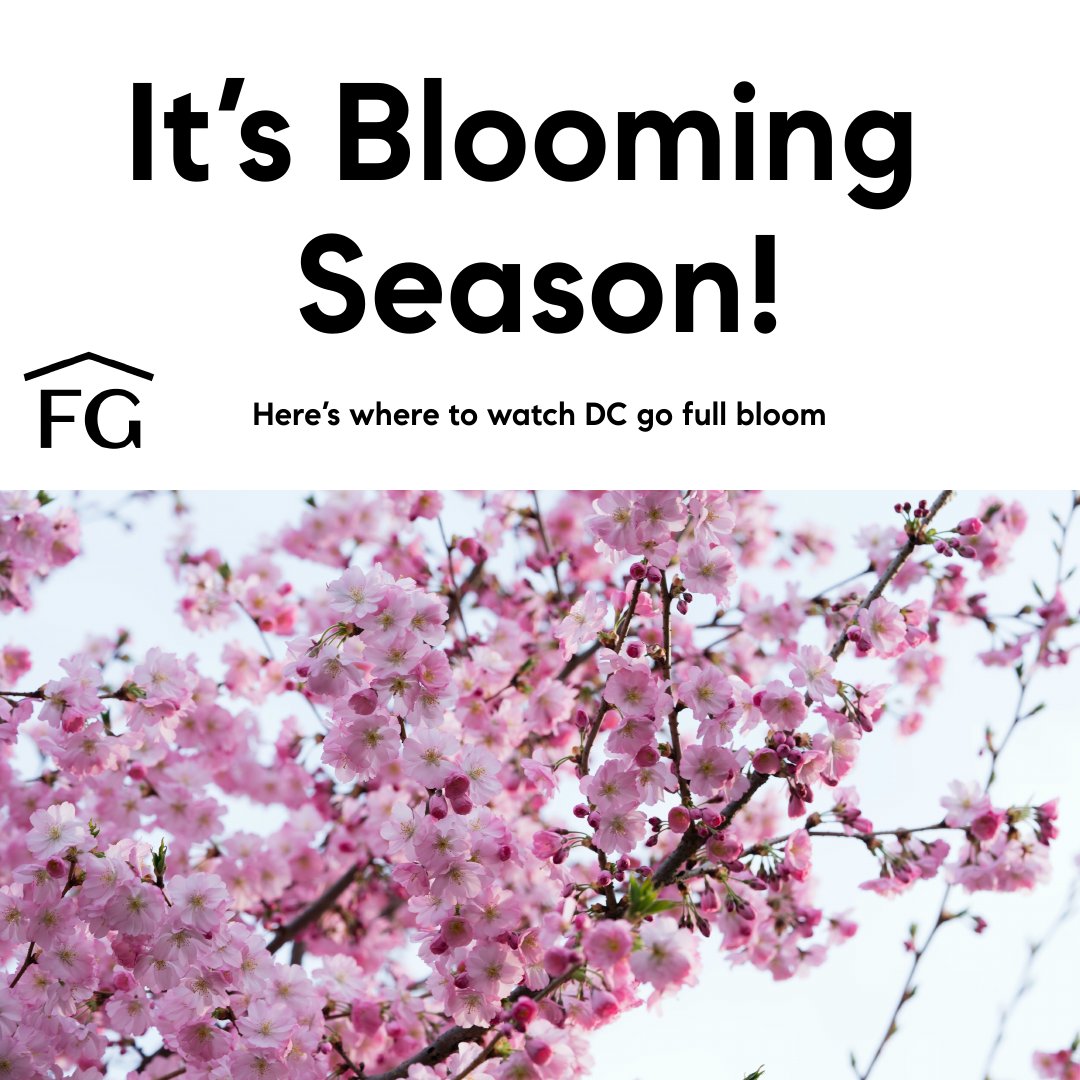 FitzRealtor's tweet image. One of our favorite times of the year is when the Cherry Blossoms Bloom.  Do you have plans to make it to the Cherry Blossom Festival?  #SusanFitzpatrick #JamesFitzpatrick #KevinConley #TheFitzpatrickGroup #CherryBlossoms #DCCherryBlossoms #CherryBlossomFestival