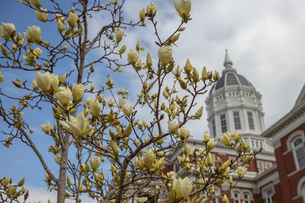 Mizzou's tweet photo. We can't wait to see campus in full bloom 🌸  Happy first day of spring, Tigers! https://t.co/mKLvmBbrRz