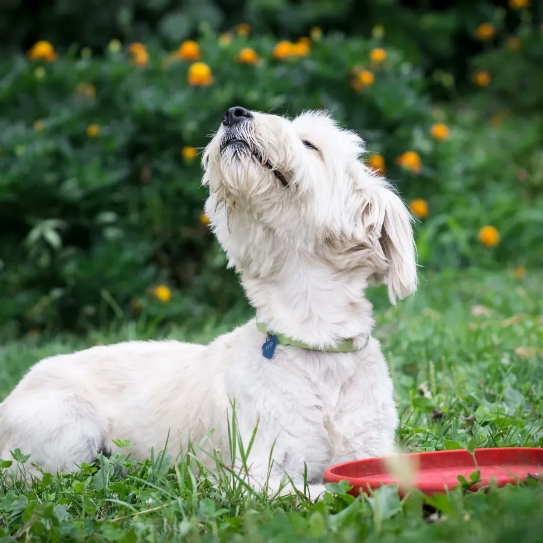 tlcpetfood's tweet photo. Spring is in the air!🌻 🌳 Happy first day of spring to all of our followers and their pets, we hope you enjoy the new season!🐾 #spring #springpets #springdog #springseason #firstdayofspring #puppyfood #puppy #dog #doglife #dogfooddelivery #goodeats #dognutrition #dogfood https://t.co/HZkJle6Pl0