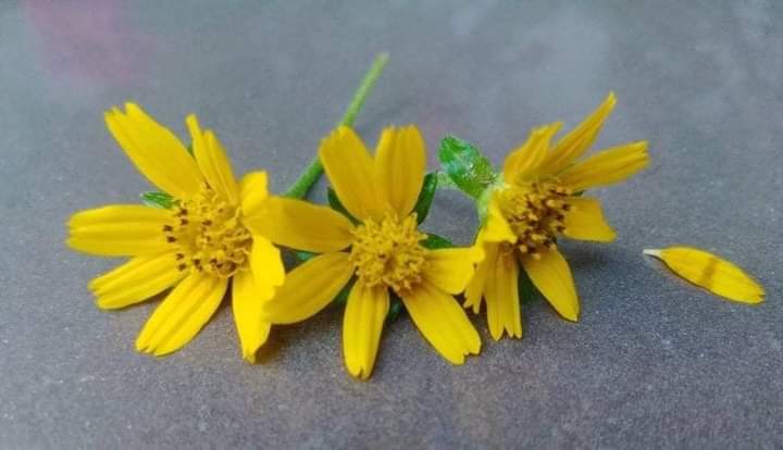 তোমার সাথে হাজার বসন্ত বেঁচে থাকা বাকি!©️🌼

📷:ইনবক্স থেকে!