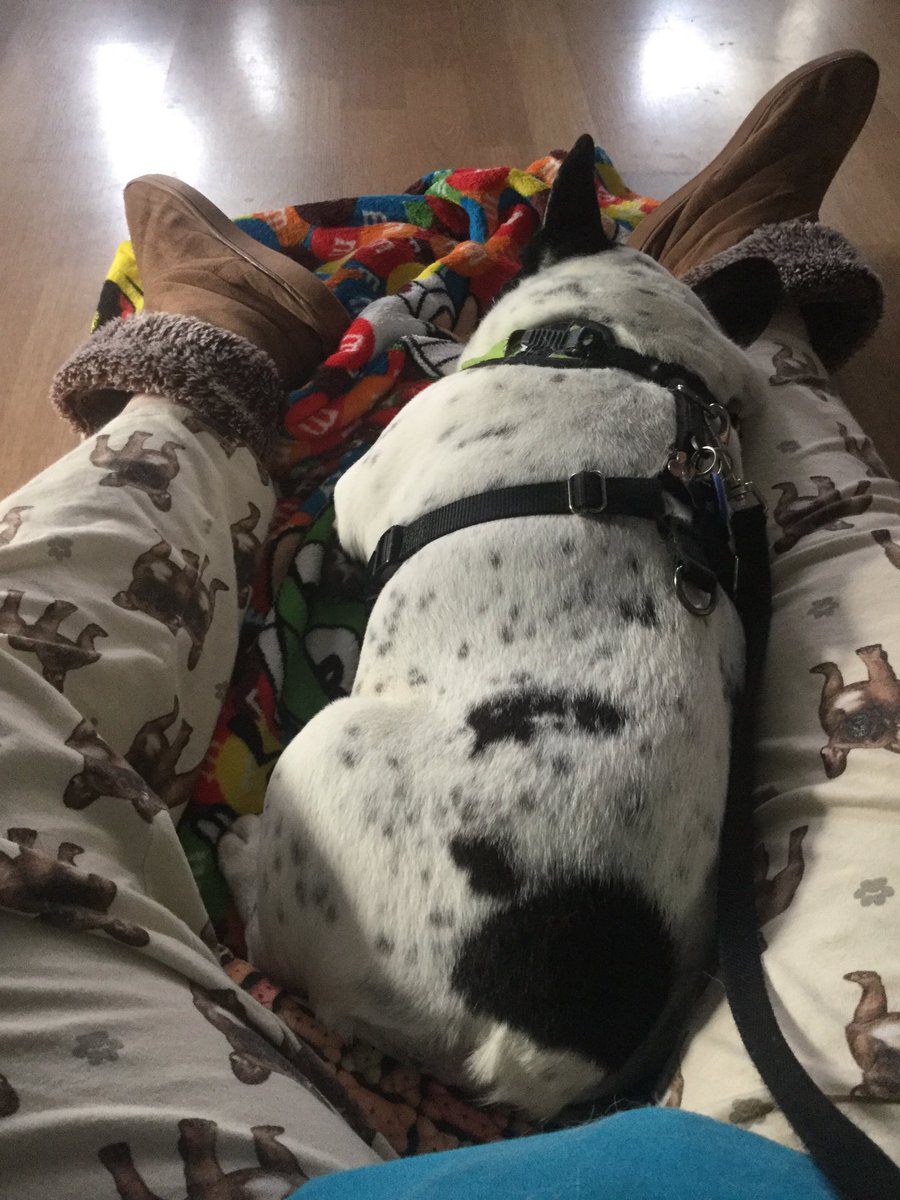 AskMisterRodney's tweet image. I has been looking depressed lately. So the peeps took me out of my pen , for some us time