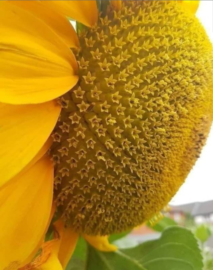 GodCreated_'s tweet photo. Sunflowers are actually made up of hundreds of smaller flowers in near perfect symmetry 🌻💛

Credit: Reddit|crinnoire. #Genesis #Sunflowers #Nature #Flowers #God #Creation #Inthebeginning https://t.co/eeifqPi59A