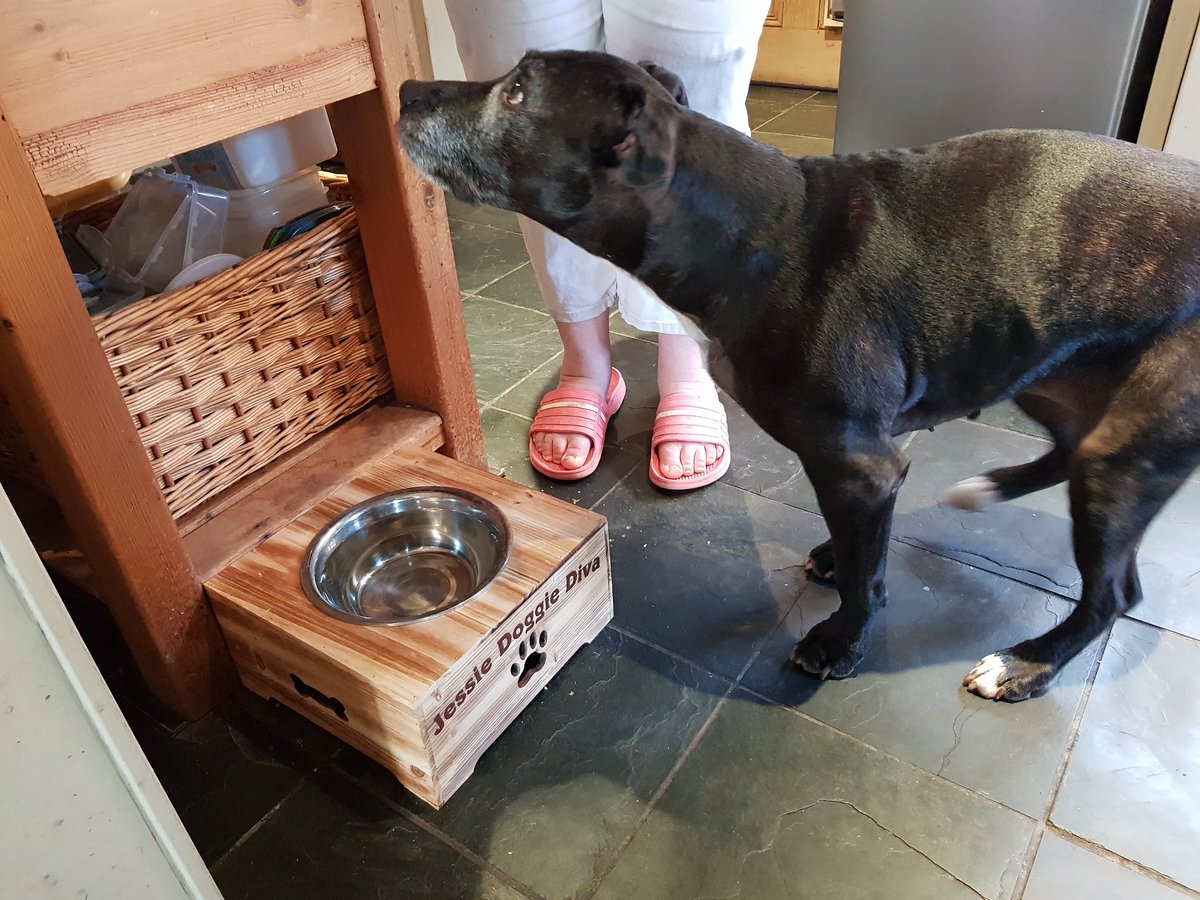 JessieDoggyDiva's tweet photo. Human mummy &amp; daddy have got me a new water bowl.  #dogsoftwitter #dogs #dogslife #DogsAreFamily https://t.co/0CFRsNW9L8
