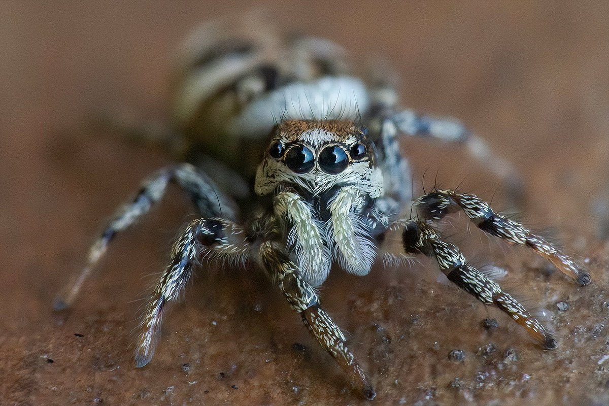 First Jumper shot of the year, love them so much!! @ExtremeMacro @ElyPhotographic @MacroHour #spiders #macro #NaturePhotography