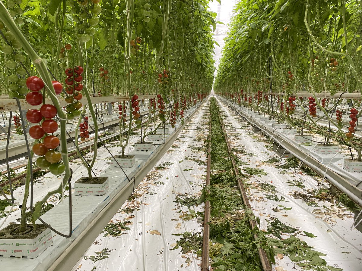 PaulvanKoppen's tweet photo. Komende week starten we weer met oogsten vanuit de belichte kas , waar de lampen deze winter dus niet aan hebben gestaan. #chica #goldentaste #tomatoes https://t.co/dAvLFif7Au